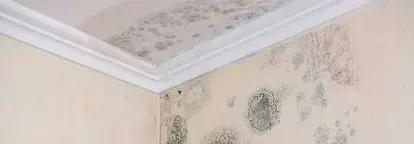 Inspect Mold