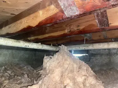 Crawl Space Decontamination